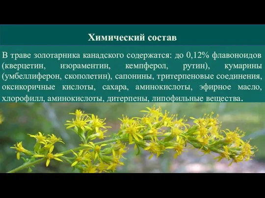 Химический состав В траве золотарника канадского содержатся: до 0,12% флавоноидов (кверцетин, изораментин,