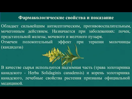 Фармакологические свойства и показание Обладает сильнейшим антисептическим, противовоспалительным, мочегонным действием. Назначается при