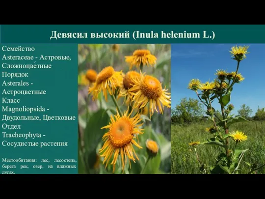 Девясил высокий (Inula helenium L.) Семейство Asteraceae - Астровые, Сложноцве́тные Порядок Asterales