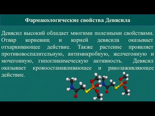 Фармакологические свойства Девясила Девясил высокий обладает многими полезными свойствами. Отвар корневищ и