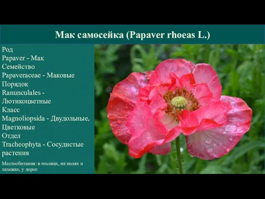 КГБПОУ »Барнаульский базовый медицинский колледж» Род Papaver - Мак Семейство Papaveraceae -