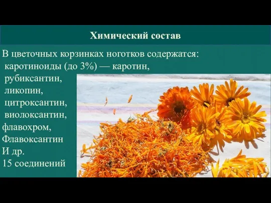 КГБПОУ »Барнаульский базовый медицинский колледж» Химический состав В цветочных корзинках ноготков содержатся: