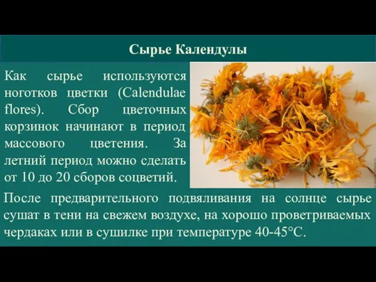 КГБПОУ »Барнаульский базовый медицинский колледж» Сырье Календулы Как сырье используются ноготков цветки