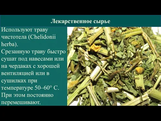 КГБПОУ »Барнаульский базовый медицинский колледж» Лекарственное сырье Используют траву чистотела (Сhelidonii herba).