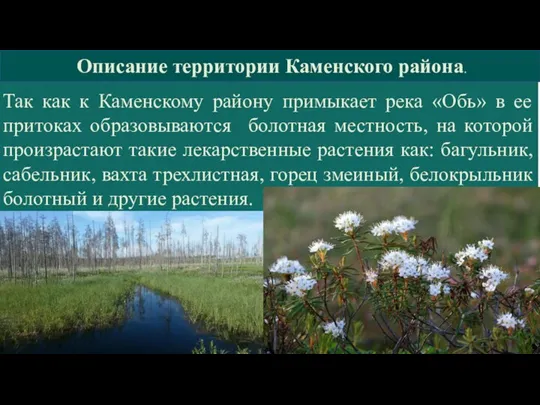 Описание территории Каменского района. Так как к Каменскому району примыкает река «Обь»