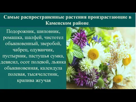 Самые распространенные растения произрастающие в Каменском районе. Подорожник, шиповник, ромашка, шалфей, чистотел