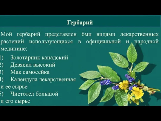 Гербарий Золотарник канадский Девясил высокий Мак самосейка Календула лекарственная и ее сырье