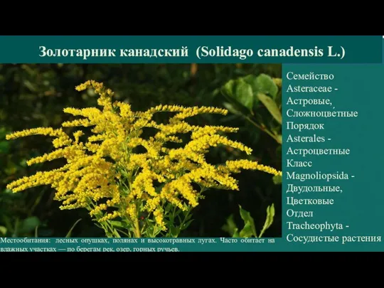 Золотарник канадский (Solidago canadensis L.) Семейство Asteraceae - Астровые, Сложноцве́тные Порядок Asterales