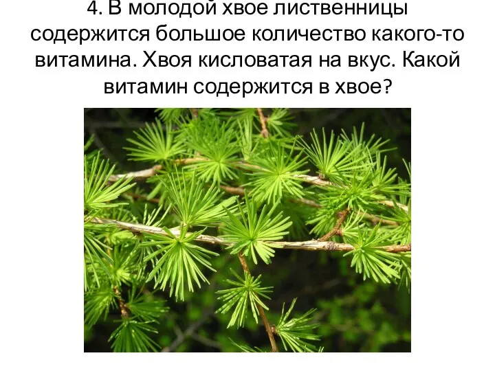 4. В молодой хвое лиственницы содержится большое количество какого-то витамина. Хвоя кисловатая