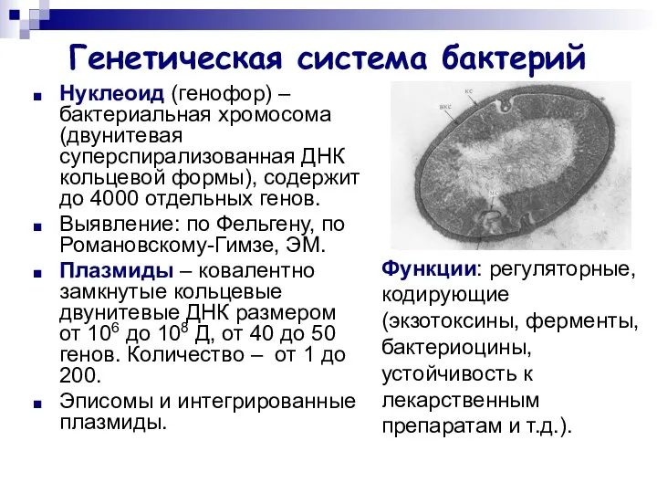 Генетическая система бактерий Нуклеоид (генофор) – бактериальная хромосома (двунитевая суперспирализованная ДНК кольцевой