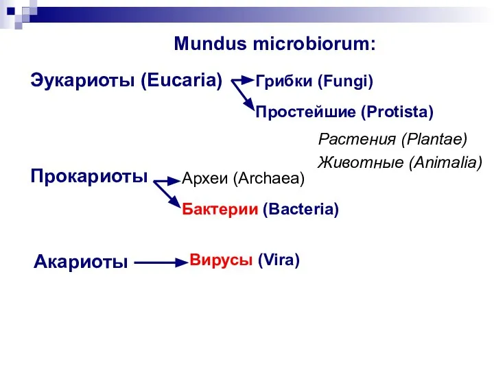 Mundus microbiorum: Прокариоты Эукариоты (Eucaria) Акариоты Археи (Archaea) Бактерии (Bacteria) Грибки (Fungi)