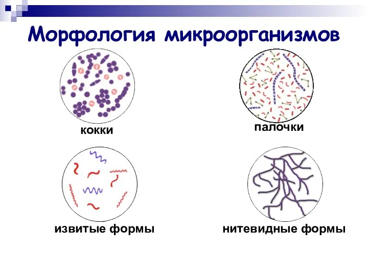 Морфология микроорганизмов кокки палочки извитые формы нитевидные формы