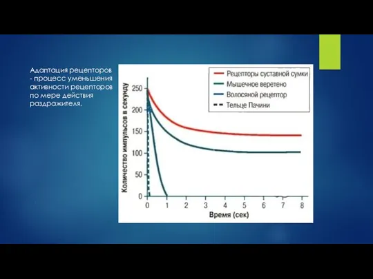 Адаптация рецепторов - процесс уменьшения активности рецепторов по мере действия раздражителя.