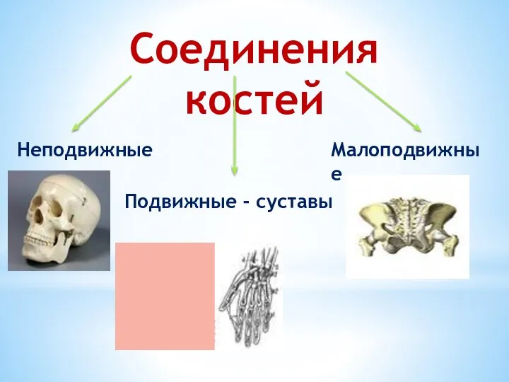 Соединения костей Неподвижные Подвижные - суставы Малоподвижные