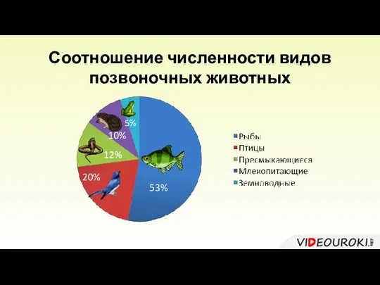 Соотношение численности видов позвоночных животных 53% 20% 10% 5%