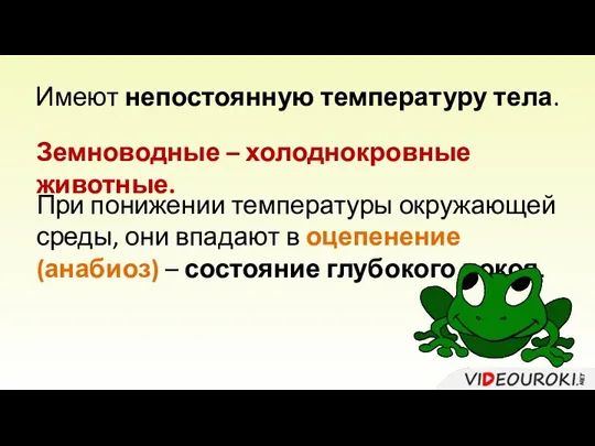 Имеют непостоянную температуру тела. Земноводные – холоднокровные животные. При понижении температуры окружающей