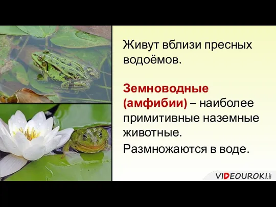 Живут вблизи пресных водоёмов. Земноводные (амфибии) – наиболее примитивные наземные животные. Размножаются в воде.