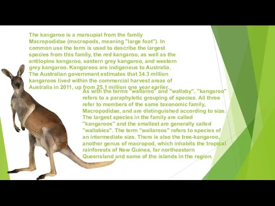The kangaroo is a marsupial from the family Macropodidae (macropods, meaning "large