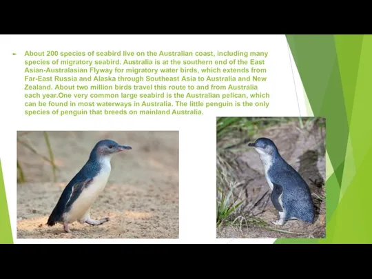 About 200 species of seabird live on the Australian coast, including many