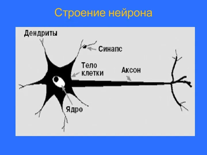 Строение нейрона