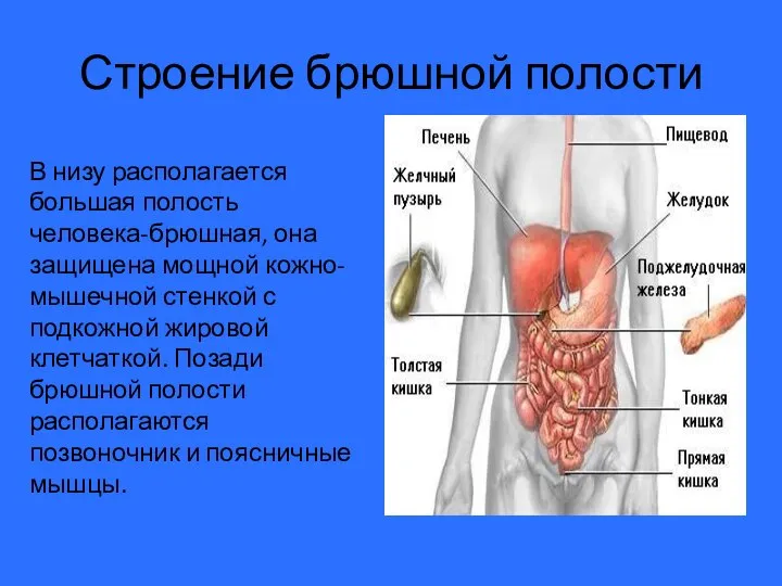 Строение брюшной полости В низу располагается большая полость человека-брюшная, она защищена мощной