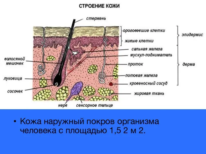 Кожа наружный покров организма человека с площадью 1,5 2 м 2.