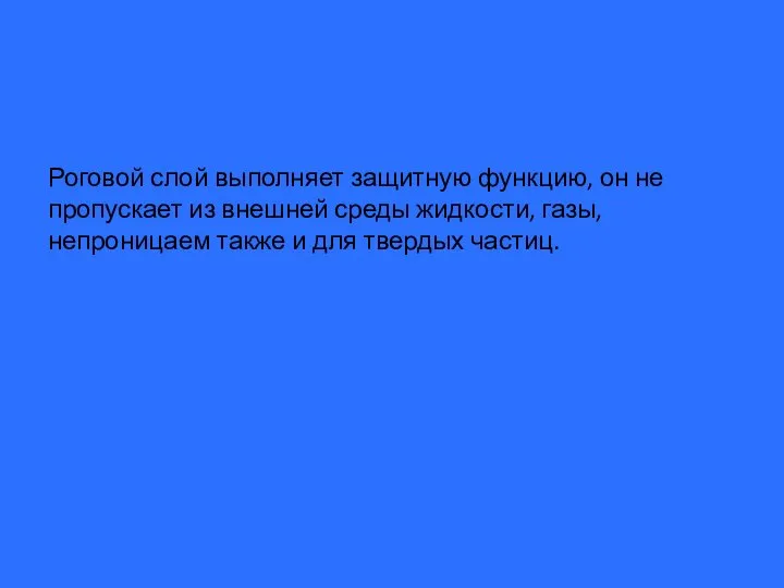 Роговой слой выполняет защитную функцию, он не пропускает из внешней среды жидкости,