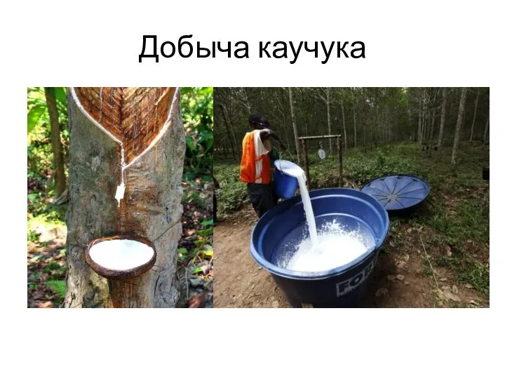 Добыча каучука