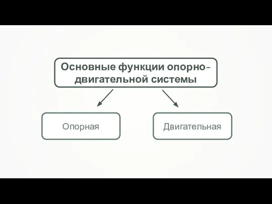 Основные функции опорно-двигательной системы Опорная Двигательная