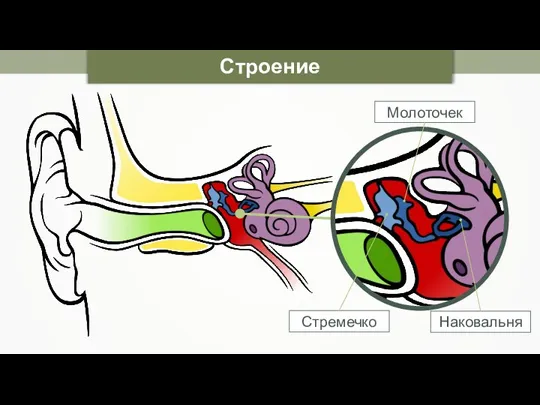 Строение уха