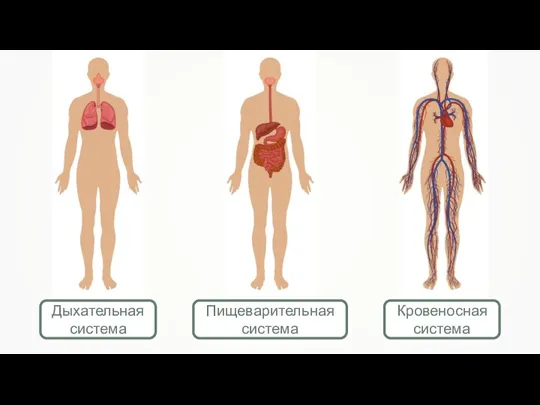 Дыхательная система Пищеварительная система Кровеносная система