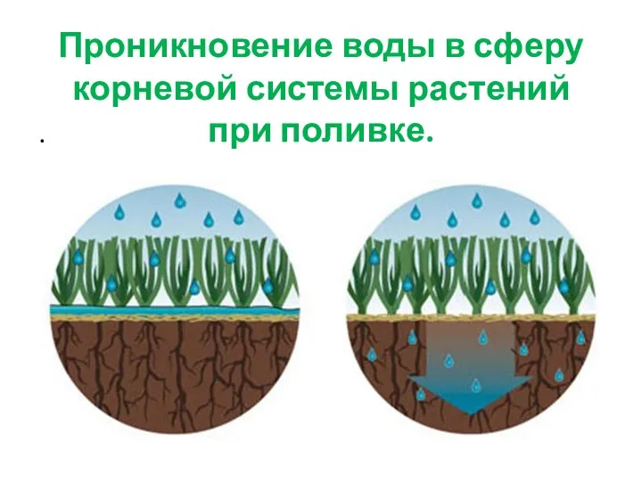 Проникновение воды в сферу корневой системы растений при поливке. .