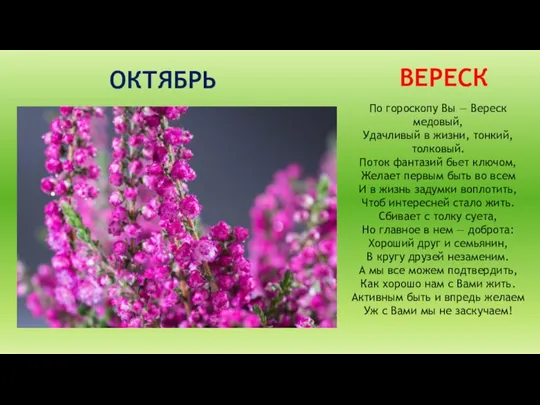 ОКТЯБРЬ ВЕРЕСК По гороскопу Вы — Вереск медовый, Удачливый в жизни, тонкий,