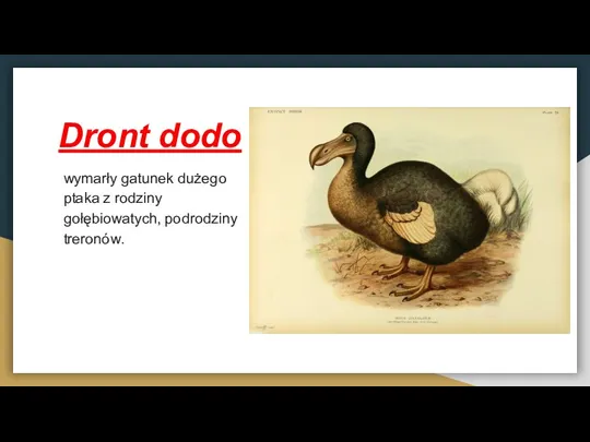 Dront dodo wymarły gatunek dużego ptaka z rodziny gołębiowatych, podrodziny treronów.