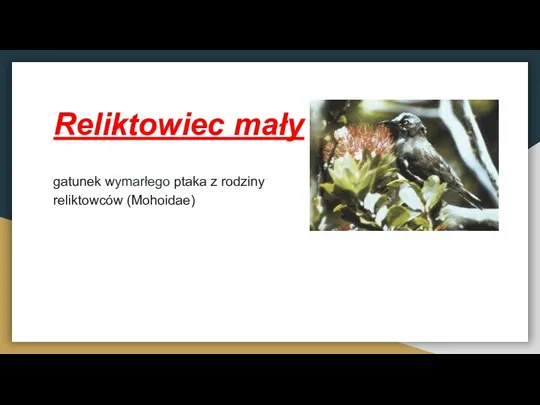 Reliktowiec mały gatunek wymarłego ptaka z rodziny reliktowców (Mohoidae)