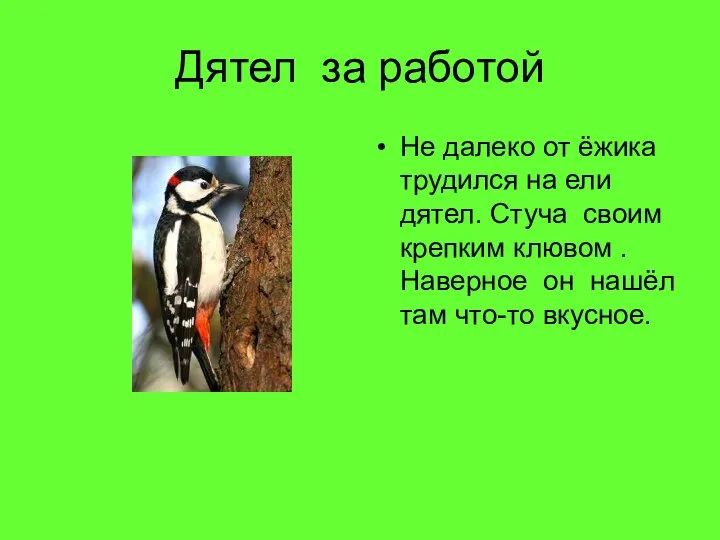 Дятел за работой Не далеко от ёжика трудился на ели дятел. Стуча