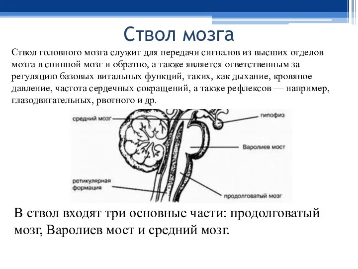 Ствол мозга Ствол головного мозга служит для передачи сигналов из высших отделов