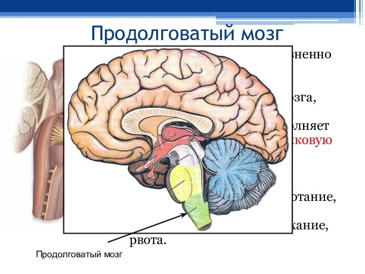 Продолговатый мозг Продолговатый мозг - жизненно важный отдел ЦНС, представляющий собой продолжение