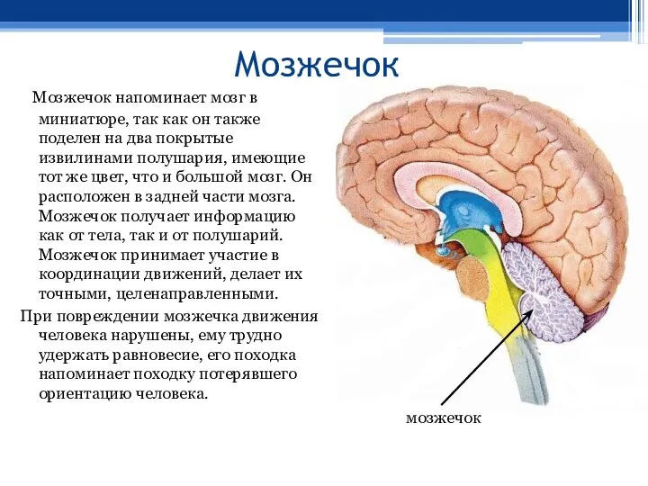 Мозжечок Мозжечок напоминает мозг в миниатюре, так как он также поделен на