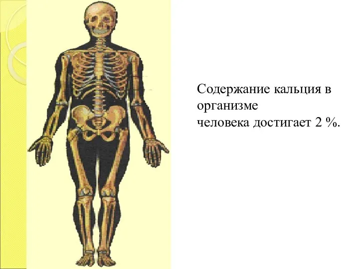 Содержание кальция в организме человека достигает 2 %.