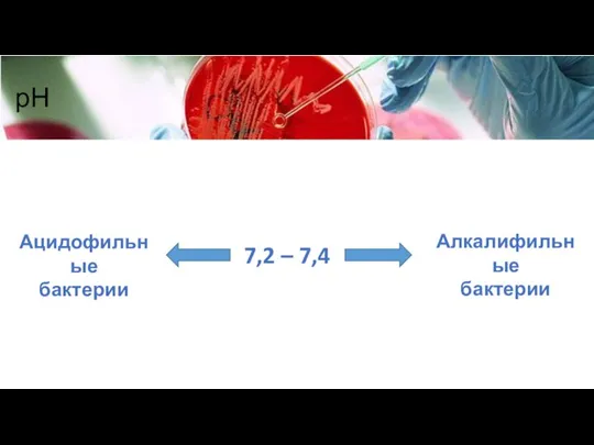 рН 7,2 – 7,4 Ацидофильные бактерии Алкалифильные бактерии