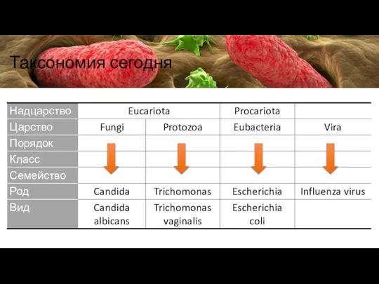 Таксономия сегодня