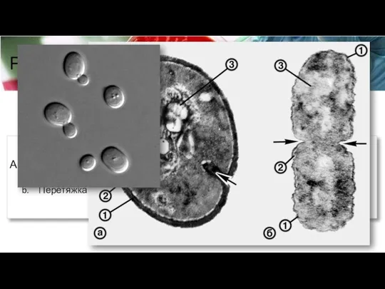 Размножение микроорганизмов Procariota Амитоз Перегородка Перетяжка Eucariota Митоз Амитоз Почкование Шизогония Vira Дизъюнктивная (разобщенная) репродукция
