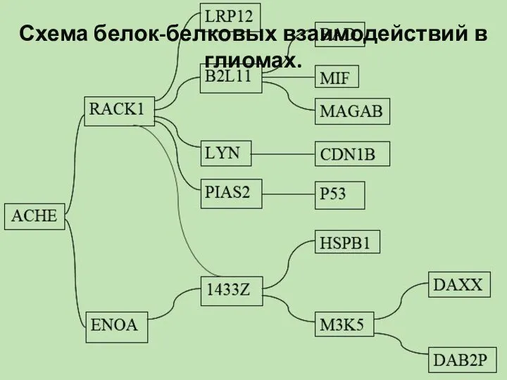 Схема белок-белковых взаимодействий в глиомах.