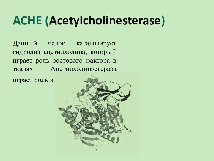 ACHE (Acetylcholinesterase) Данный белок катализирует гидролиз ацетилхолина, который играет роль ростового фактора