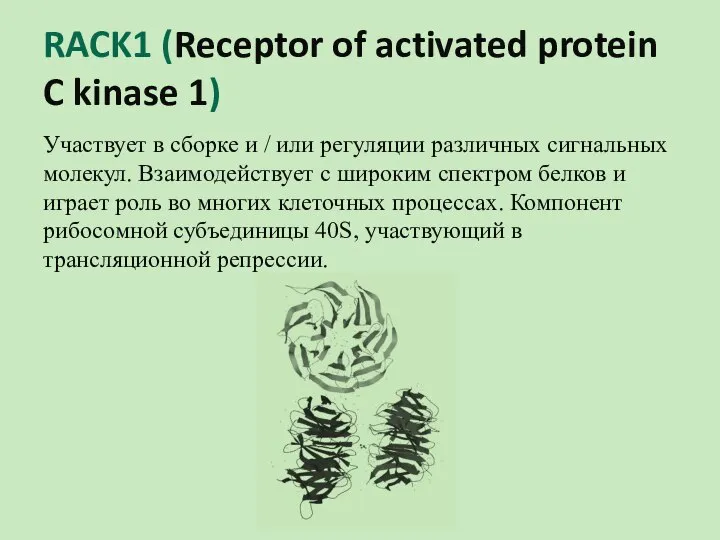 RACK1 (Receptor of activated protein C kinase 1) Участвует в сборке и
