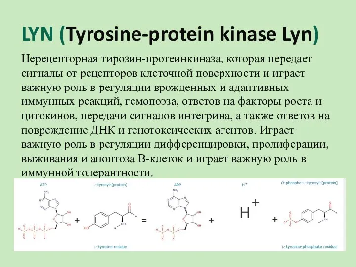 LYN (Tyrosine-protein kinase Lyn) Нерецепторная тирозин-протеинкиназа, которая передает сигналы от рецепторов клеточной