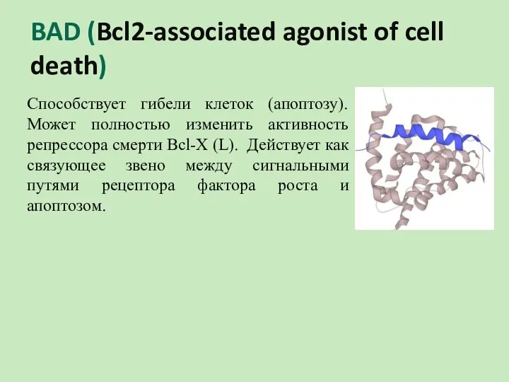 BAD (Bcl2-associated agonist of cell death) Способствует гибели клеток (апоптозу). Может полностью