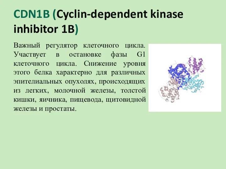 CDN1B (Cyclin-dependent kinase inhibitor 1B) Важный регулятор клеточного цикла. Участвует в остановке