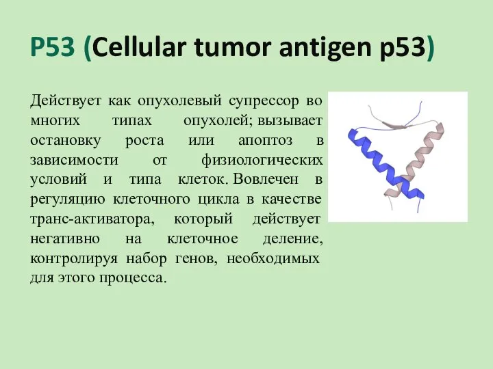 P53 (Cellular tumor antigen p53) Действует как опухолевый супрессор во многих типах